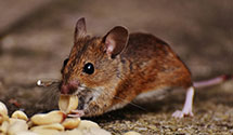24 Hour & Emergency Exterminators in Westminster, MA